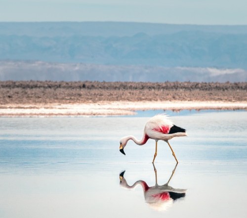 San Pedro de Atacama 